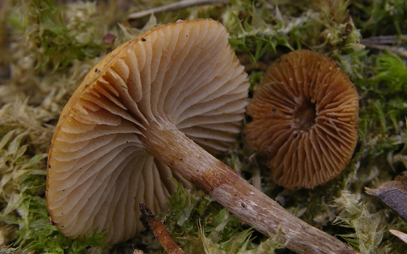 Galerina da determinare n�25.